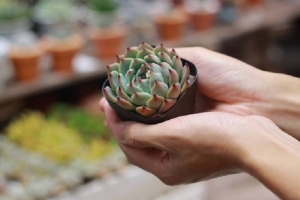 Đổi giấy cũ lấy cây xanh – một hoạt động ý nghĩa nằm trong chuỗi sự kiện Ecoweek 2019 tại trường Đại học Khoa học